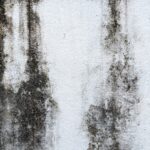 Melhores Tintas para Parede Resistentes à Umidade