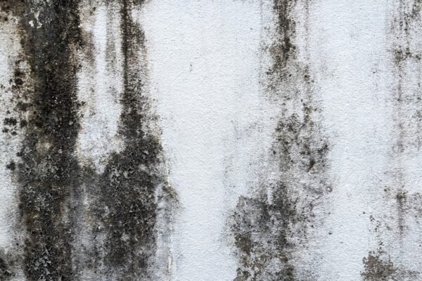 Melhores Tintas para Parede Resistentes à Umidade